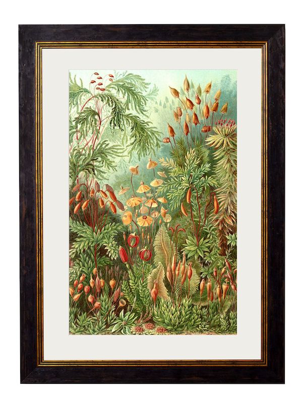 Haeckel Flora c.1904